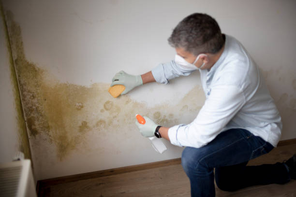 Best Commercial Mold Inspection  in Tice, FL